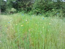 wild spring flower patch